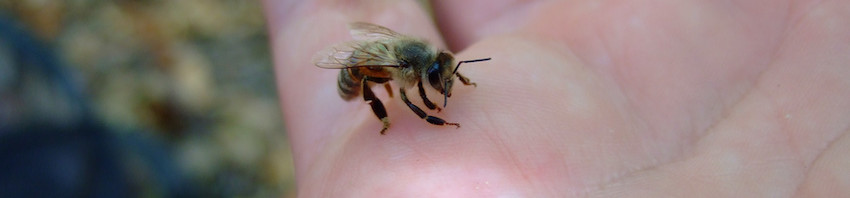 Aprende a sacar una lanceta de abeja sin causar más daño en la piel