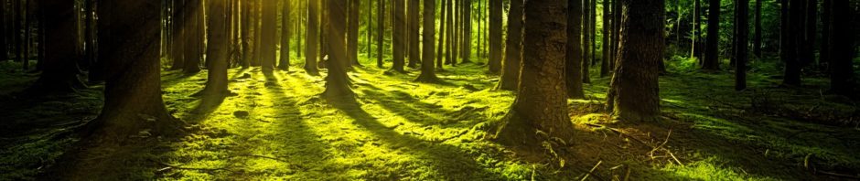La importancia de los bosques para combatir el cambio climático