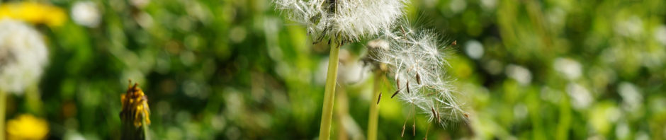 Alergia al polen: consejos para aliviar las molestias en esta primavera