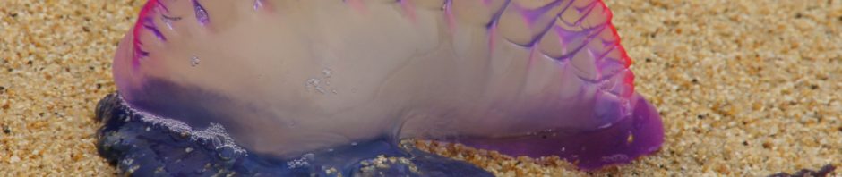 Fragata portuguesa: cómo reaccionar si entras en contacto con la “falsa medusa”